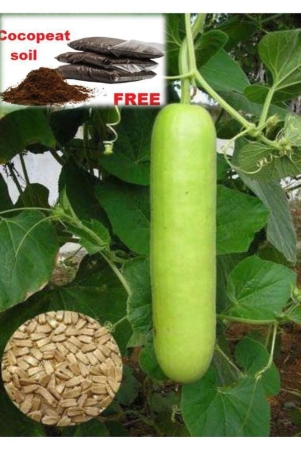 bottle-gourd-f1-hybrid-20-seed-soil-free-organic-seeds-for-home-and-kitchen-garden-pack-20-seeds-instruction-manual