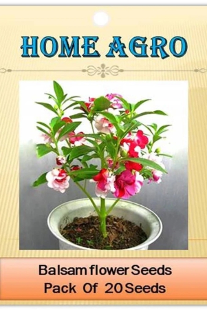 homeagro-balsam-mixed-flower-20-seeds-