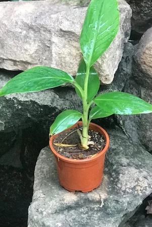 Grand Nain Banana Tissue Culture Plant-5