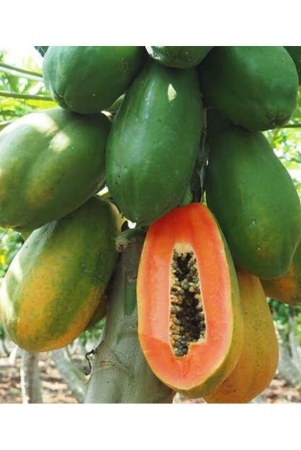 papaya-seeds-thai-big-red-variety-dwarf-fruit-pack-of-50-seeds