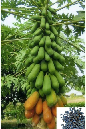 papaya-papita-dwarf-fruit-100-seeds