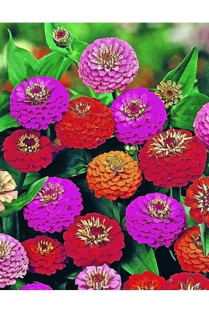 homeagro-zinnia-mixed-flower-20-seeds-