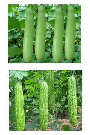 bitter-gourd-bottle-gourd-louki-and-karela-combo-10-10-seeds-of-both-items