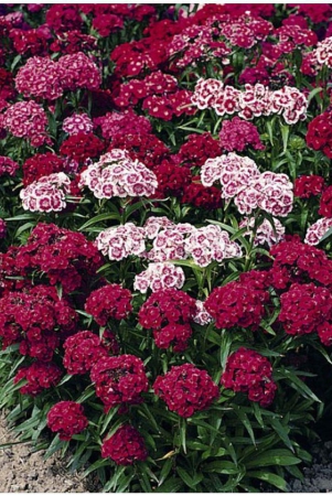 sweet-william-flower-50-seeds-pack-with-free-free-cocopeat-and-user-manual-for-your-garden