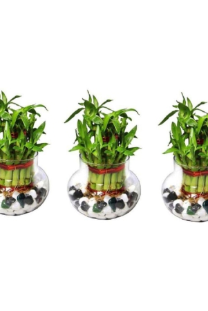 green-plant-indoor-green-wild-artificial-flowers-with-pot-pack-of-3-