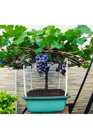 homeagro-black-grape-fruit-20-seeds-