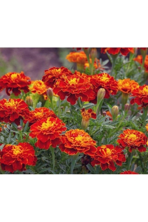 homeagro-marigold-flower-50-seeds-