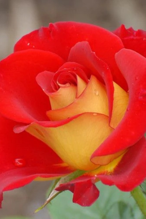 hybrid-grafted-rose-flowering-plant