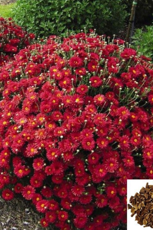 homeagro-indian-chrysanthemum-mixed-flower-50-seeds-