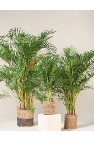 areca-palm-seeds-5-seeds-indoor-outdoor-plant-best-household-plantgarden-ornamental-plant-seeds