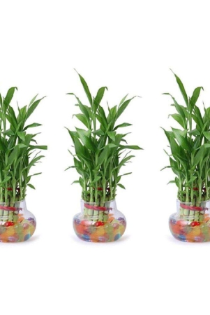 green-plant-indoor-green-wild-artificial-flowers-with-pot-pack-of-3-