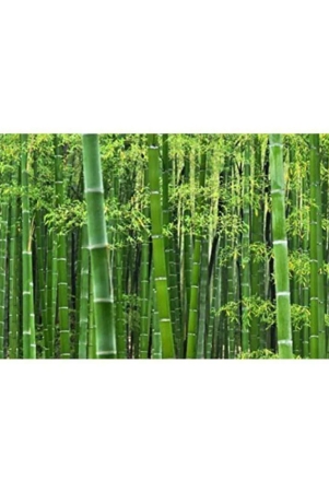 bamboo-tree-seeds