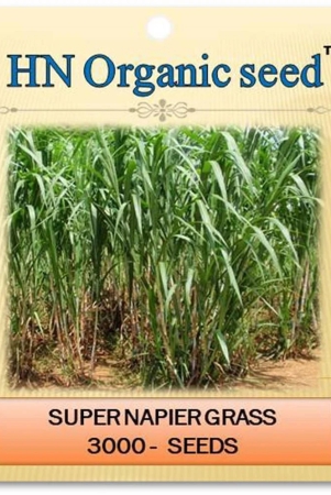 homeagro-grass-seeds-3000-