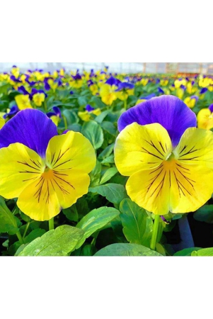 classic-green-earth-pansy-flower-60-seeds-