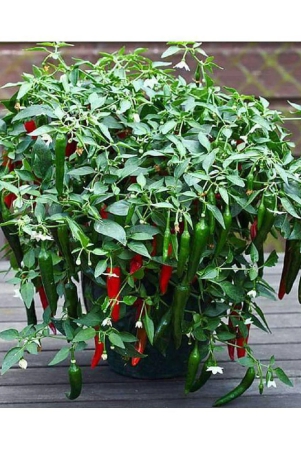 thai-hot-pepper-seeds-50-seeds-heirloom-chili-vegetable