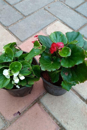 set-of-2-begonia-red-white-in-4-inch-plastic-pot