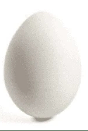 egg