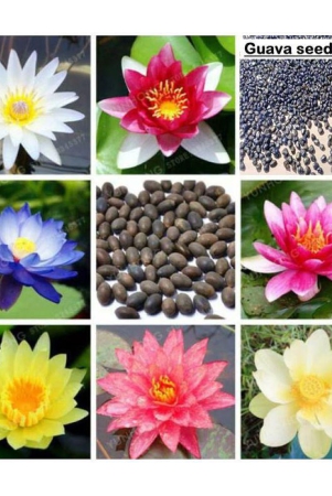 lotus-flower-seeds-mix-colors-seeds-for-home-garden-20-seeds-free-seed