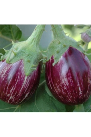 homeagro-brinjal-vegetable-100-seeds-