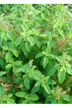 classic-green-earth-tulsi-plant-200-seeds-