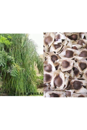 drum-stick-moringa-murangai-saijan-ki-phalli-saragavo-pack-of-15-seeds