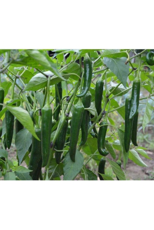 green-chilli-mirch-50-seeds-high-germination-seeds-with-instruction-manual