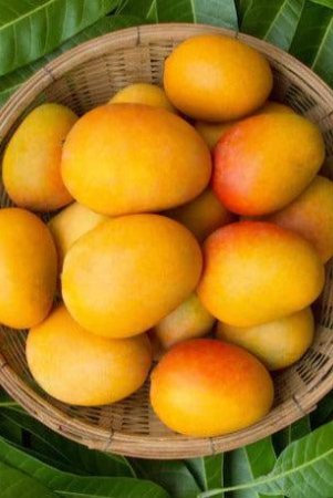 hapus-ratnagiri-mango-12-pcs