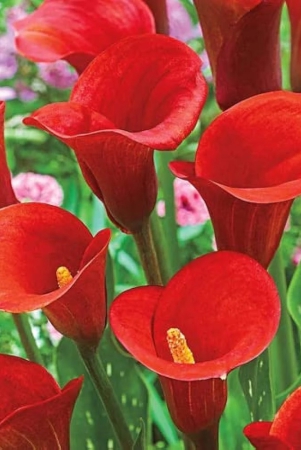 calla-lily-zantedeschia-red-color-flower-bulb