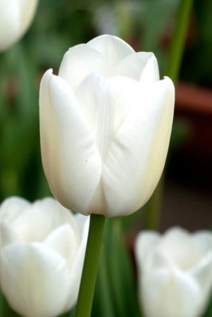 tulip-white-marvel-color-flower-bulb