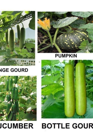 4-variety-vegetable-best-quality-combo-seeds-pack-of-40-seed-hybrid-seeds-with-instruction-manual