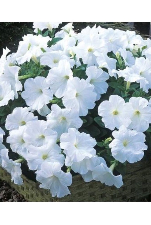 white-petunia-variety-flower-seedsrarest-variety-garden-flower-seeds-pack-100-seeds