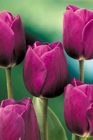 tulip-prince-purple-color-flower-bulb