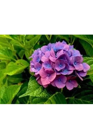 hybrid-hydrangea-plant-for-gardening