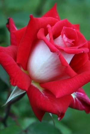 hybrid-grafted-rose-plantred-and-white