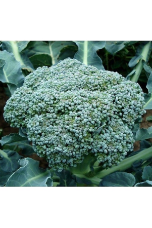 f1-hybrid-brocoli-100-seeds-pack-with-instruction-manual-for-home-kitchen-gardening-purpose