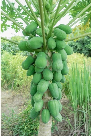 zello-papaya-fruit-50-seeds-