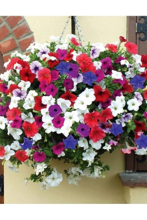 homeagro-petunia-mixed-flower-50-seeds-