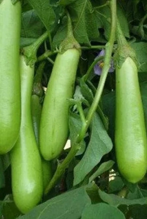 brinjal-long-green-vegetable-seeds