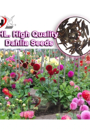 hl-dahlia-hybrids-mixed-color-dahlia-flower-seeds