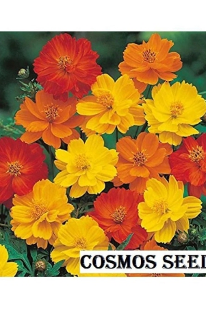 cosmos-mixed-colors-flower-garden-flower-seeds-pack-of-20-seeds