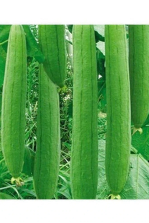 preji-gardens-rare-imported-f1-hybrid-sponge-gourd-seeds-20-seeds