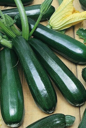 homeagro-zucchini-vegetable-10-seeds-