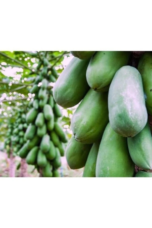 papaya-f-1-hybrid-seeds-pack-50-seed-instruction-manual