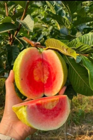 red-dimond-guava-fruit-plant