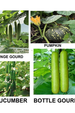 cucumber-sponge-guard-bottle-guard-pumpkin-30-seeds