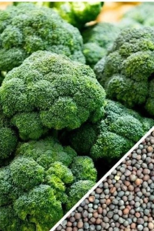 homeagro-broccoli-vegetable-50-seeds-