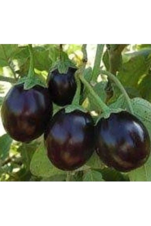 intensive-farming-vegetable-seeds-brinjal-hybrid-seeds-plant-seeds