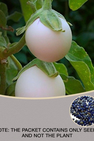 brinjal-white-seeds-50-seeds