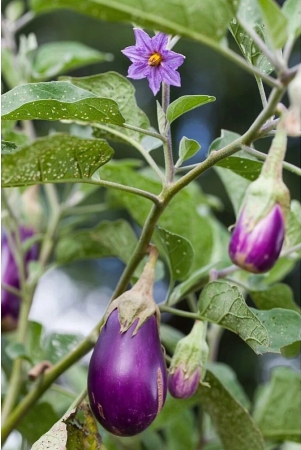 homeagro-brinjal-vegetable-100-seeds-