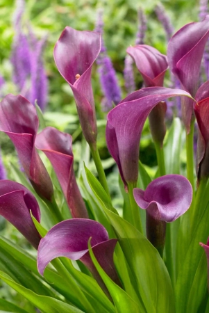 calla-lily-purple-color-flower-bulb